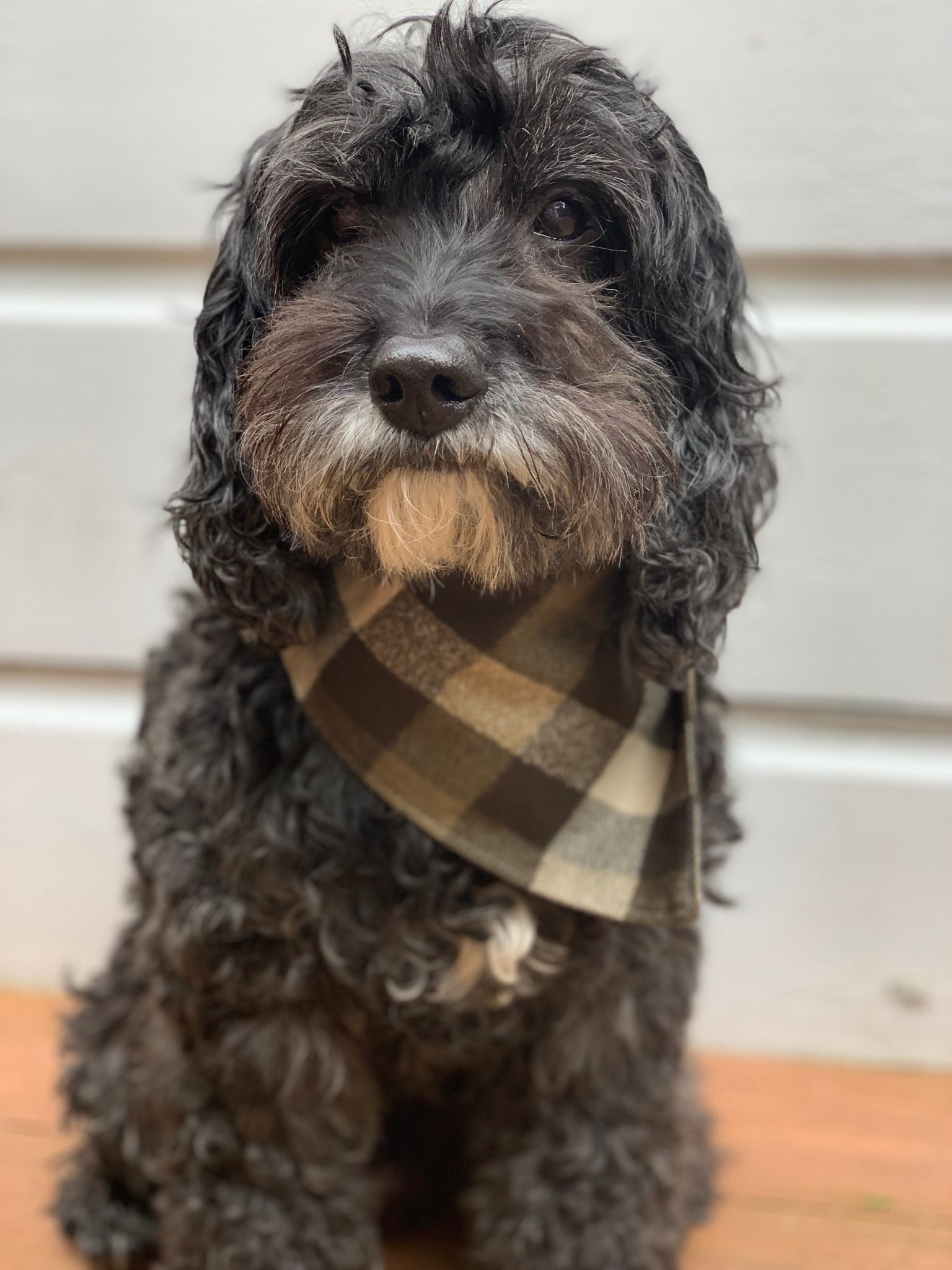 Top 10 Best Dry Food For Cockapoo [Ultimate Guide] The Doodle Guide