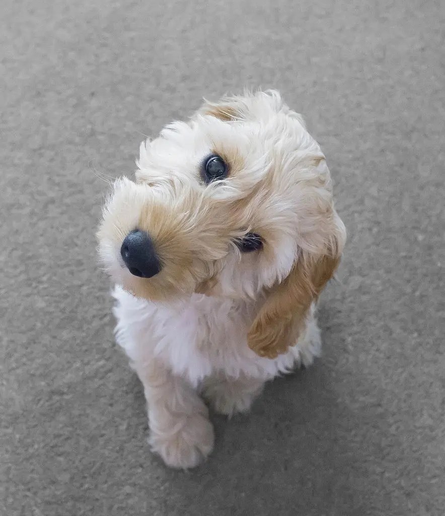 Where To Buy Cockapoo Puppies? Guide] The Doodle Guide