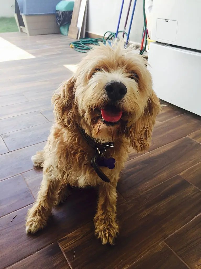 Where To Buy Cockapoo Puppies? Guide] The Doodle Guide