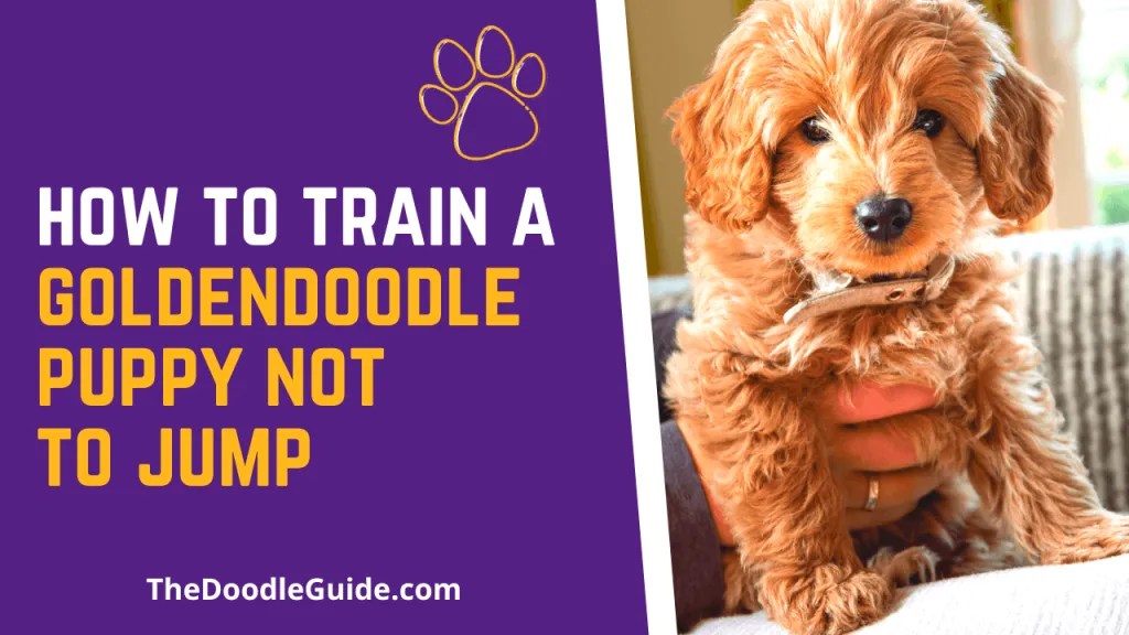How To Train A Goldendoodle Puppy Not to Jump [Full Guide] The Doodle