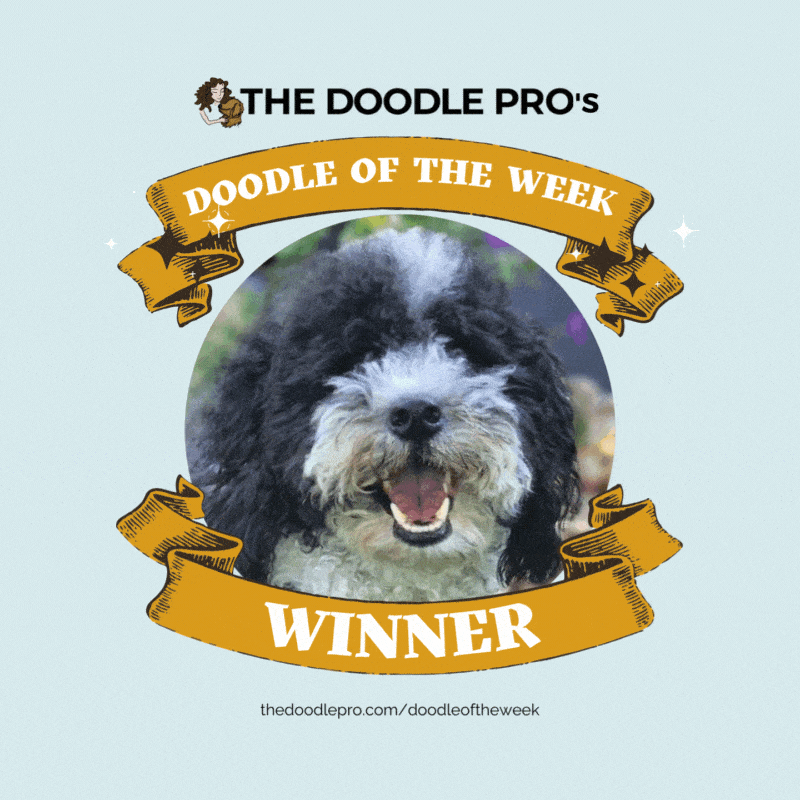 29 All About Bernedoodles!