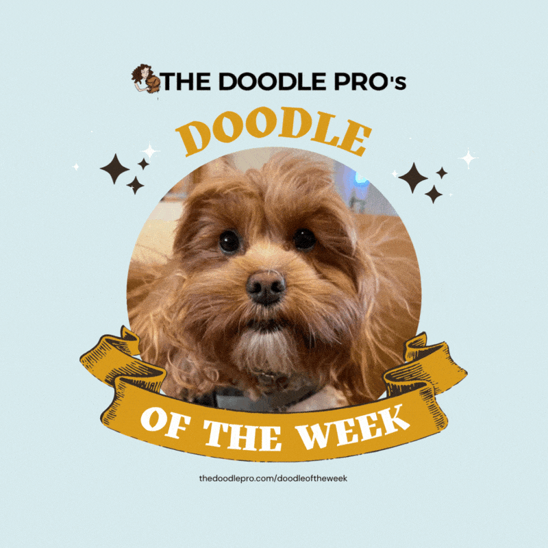 37 Why Your Doodle Eats That! Dirty Socks, Trash, & Scavenging (Pt 1