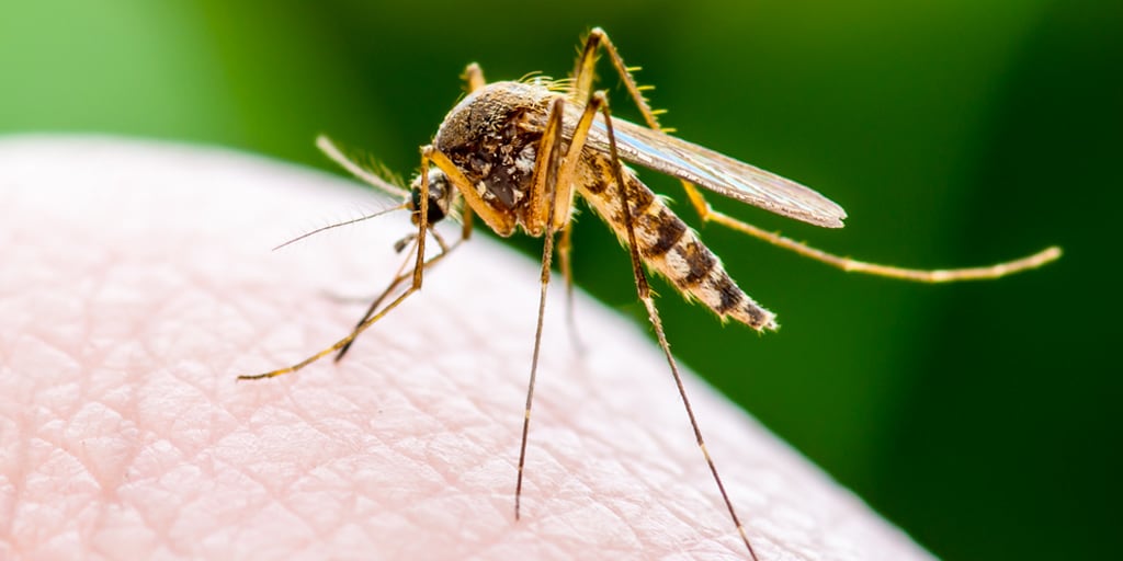 An Overview of Mosquitoes What To Know About Mosquitoes [Full Guide]