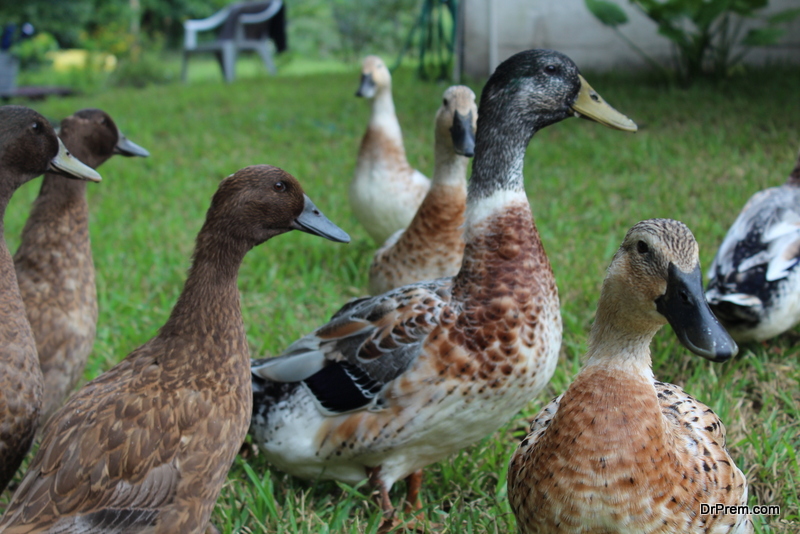 Ducks for Natural Pest Control