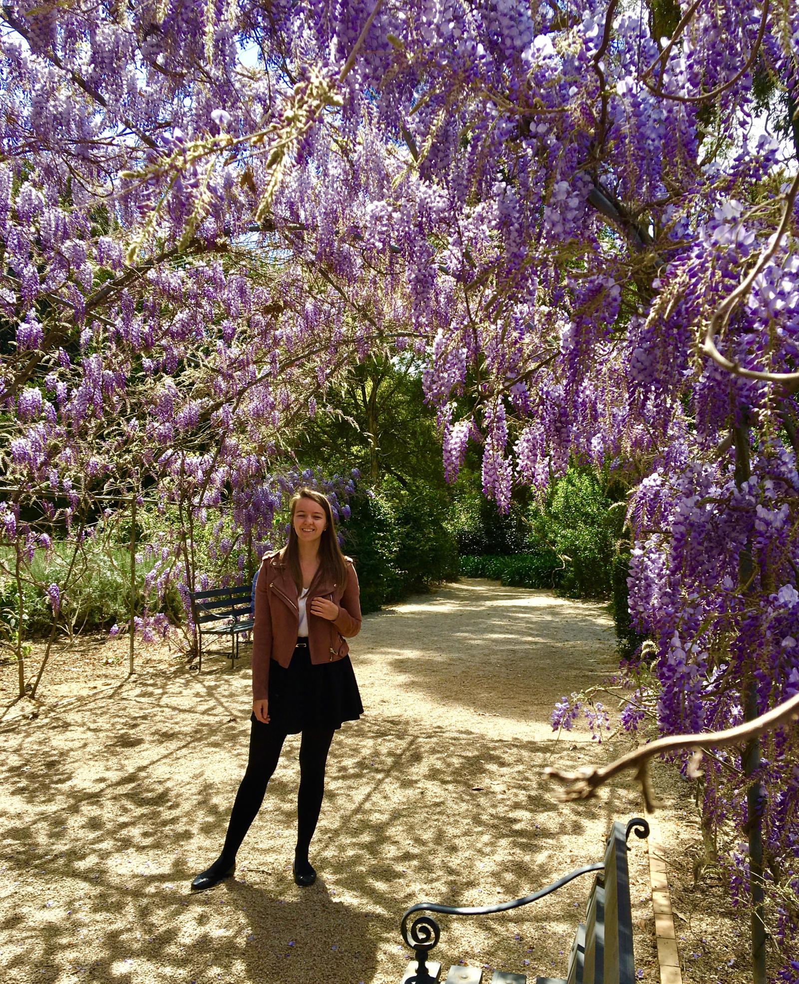 Wisteria in Adelaide The Dubai Diaries