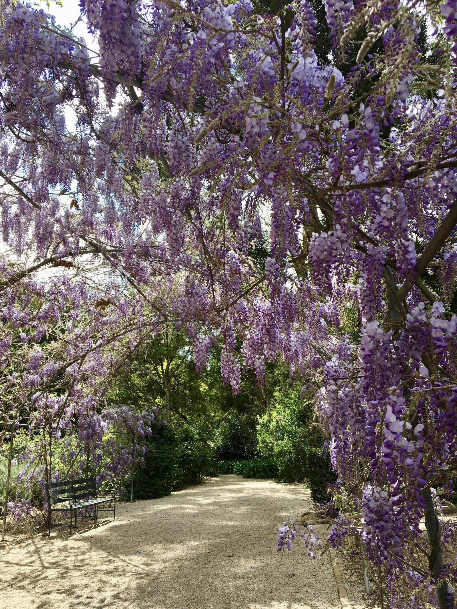 Wisteria in Adelaide The Dubai Diaries
