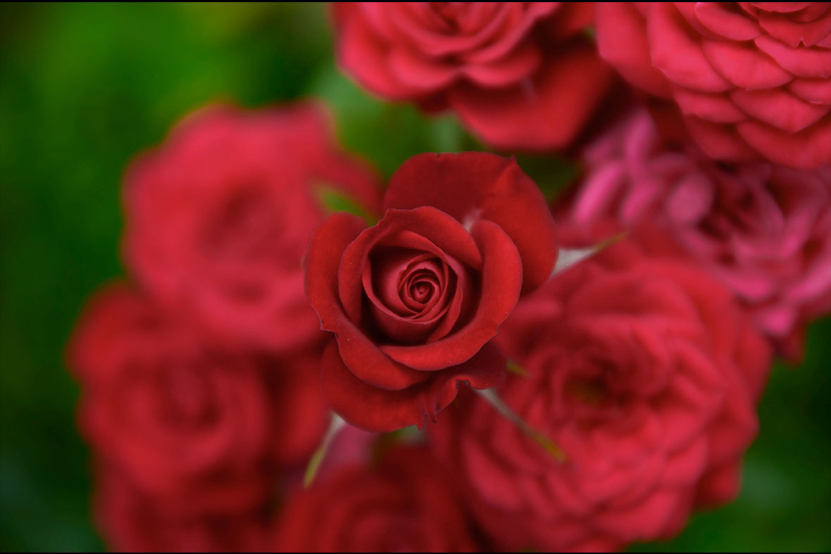 How to Grow Roses The Earth Works Garden Centre