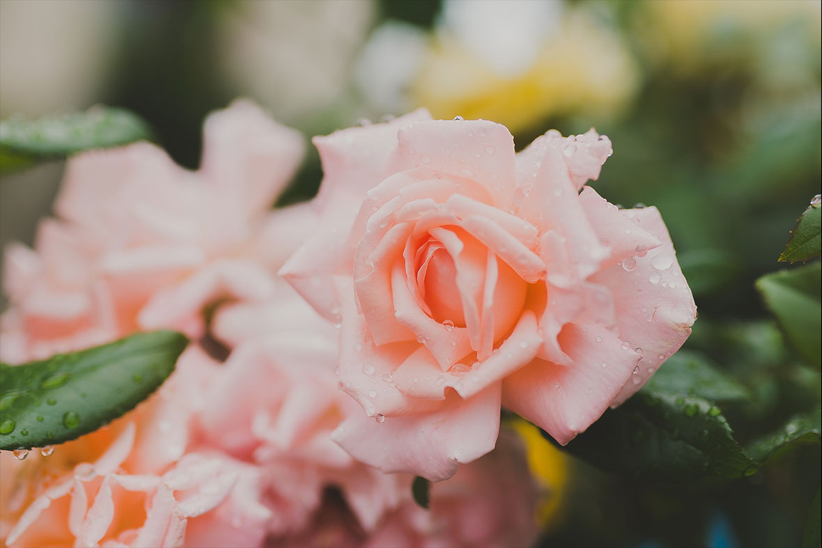 How to Grow Roses The Earth Works Garden Centre