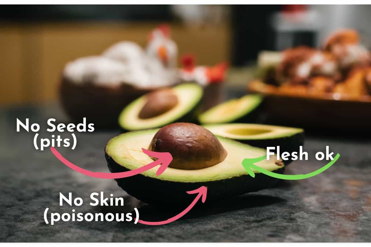 Can Chickens Eat Avocado? Here's What 12 Years of Chicken Keeping