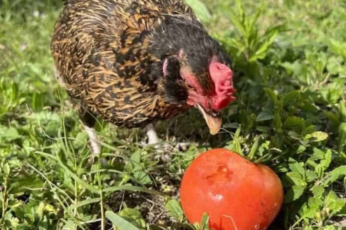 Can Chickens Eat Tomatoes Safely? Avoid Unripe Tomatoes The Easy
