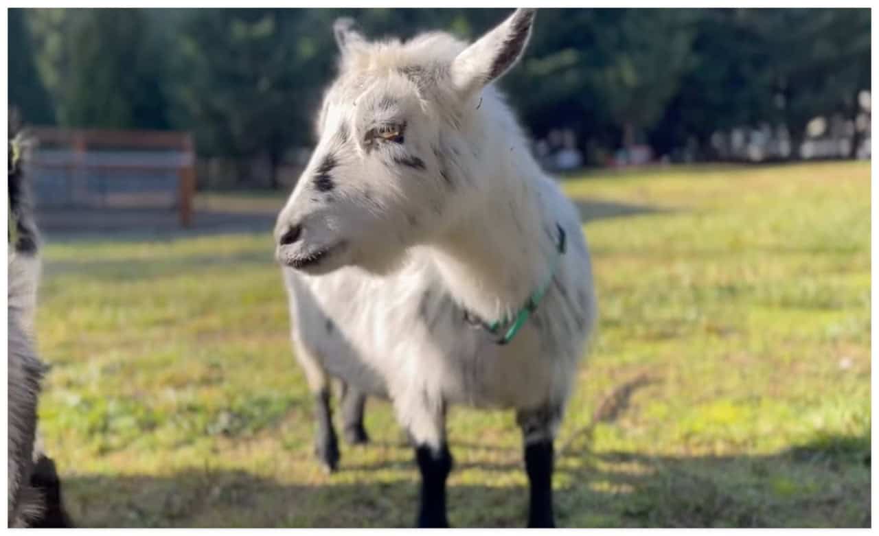 Best Bedding for Goats in 2024 Top Materials, Pros & Cons The Easy