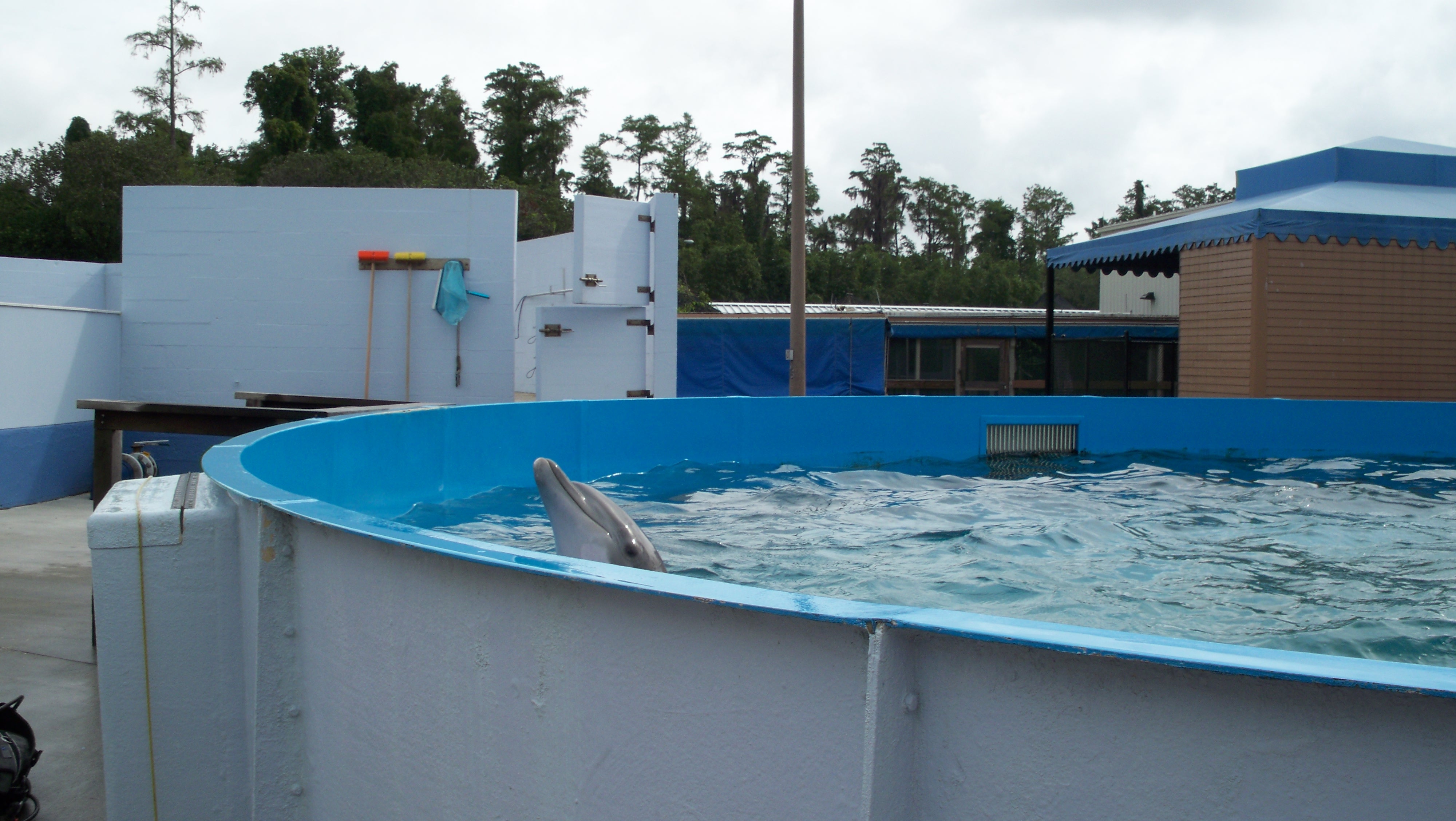 Another Perspective on Sea World, Orcas and Captive Animals The Ecotone Exchange