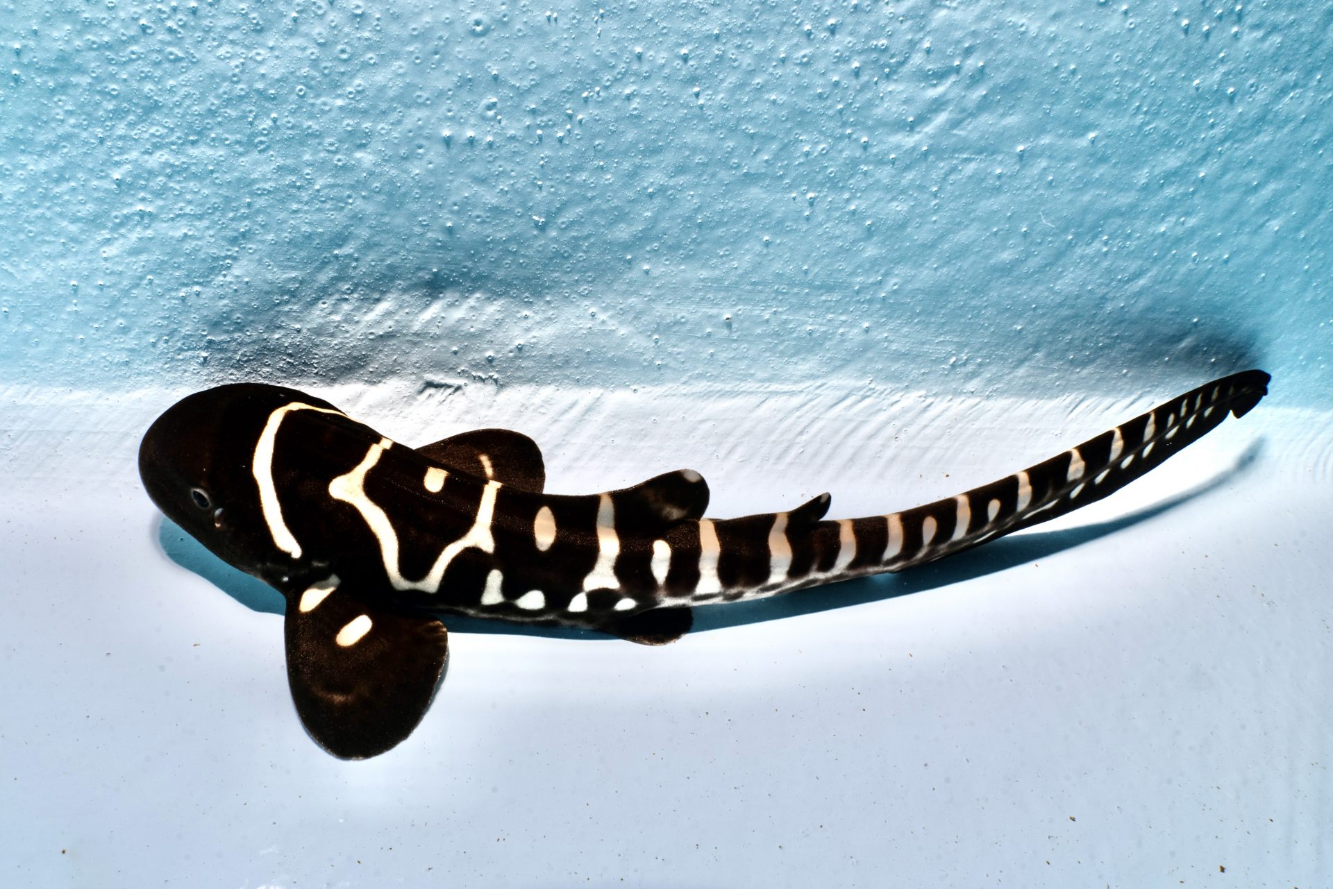 StAR Project's First Male Zebra Shark Pup Named Charlie The Editor