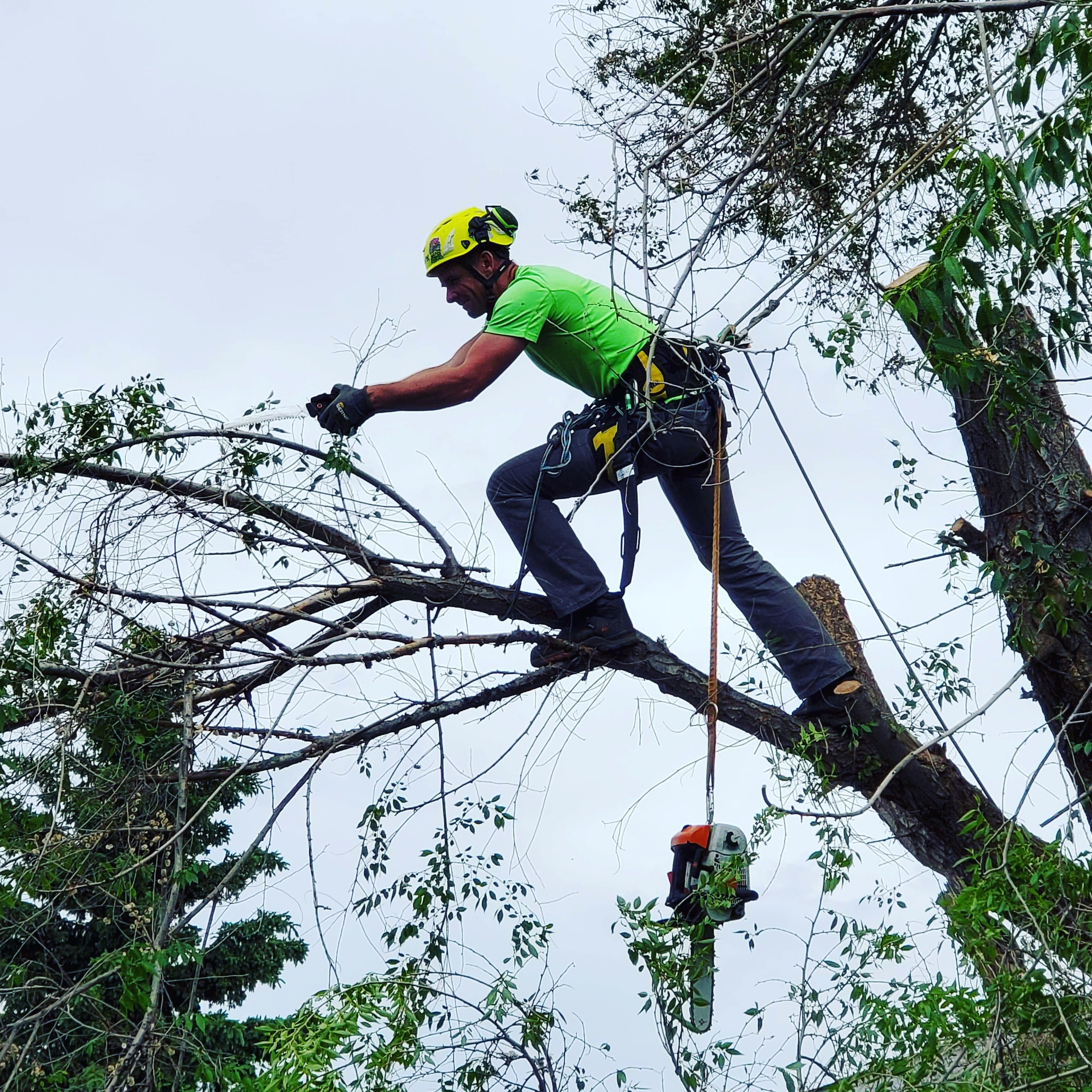 10 Best Tree Trimming Services In Edmonton