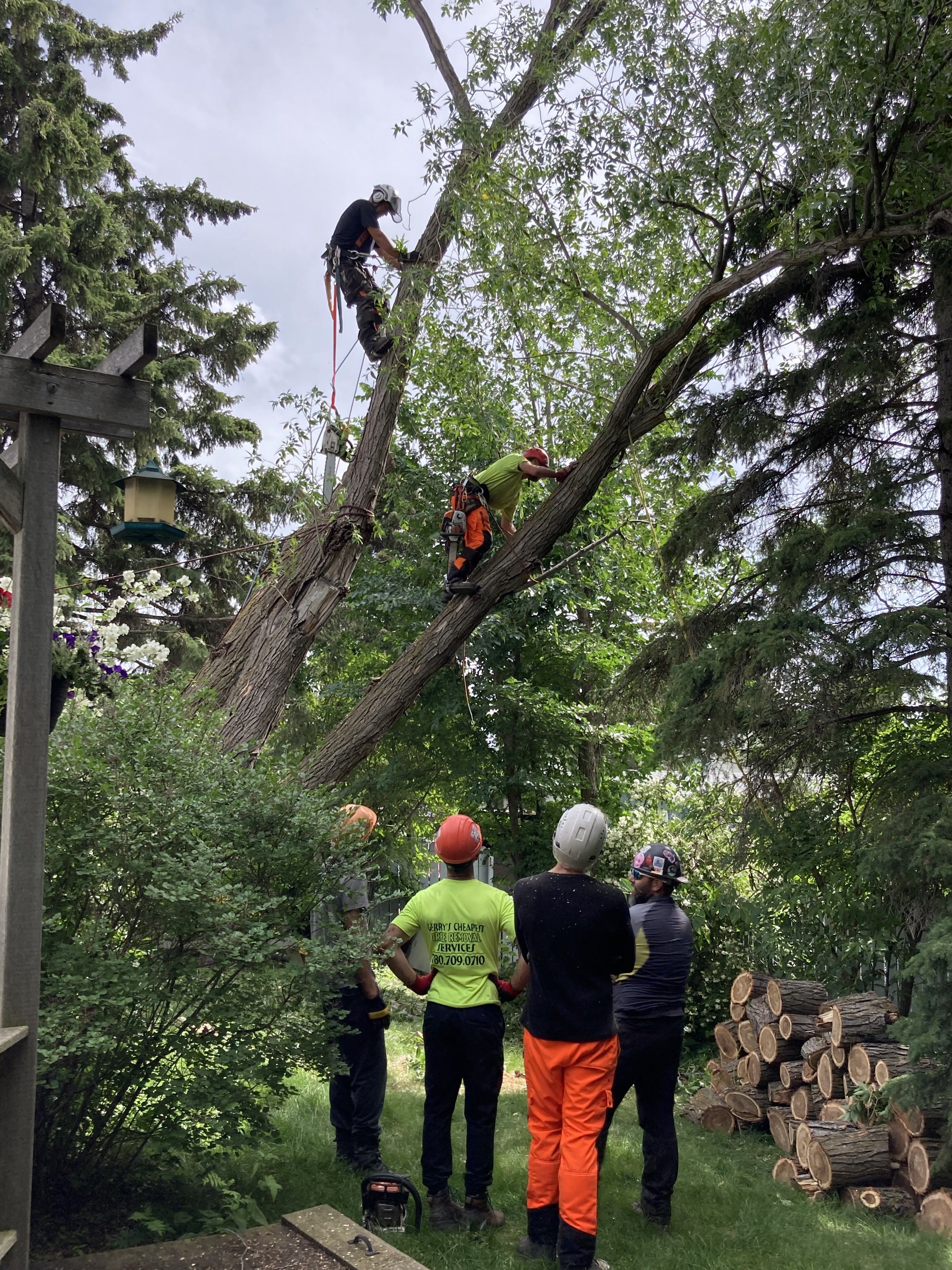 10 Best Tree Trimming Services In Edmonton
