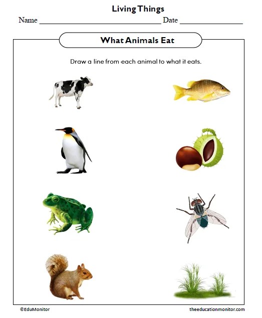 What Animals Eat Worksheet EduMonitor