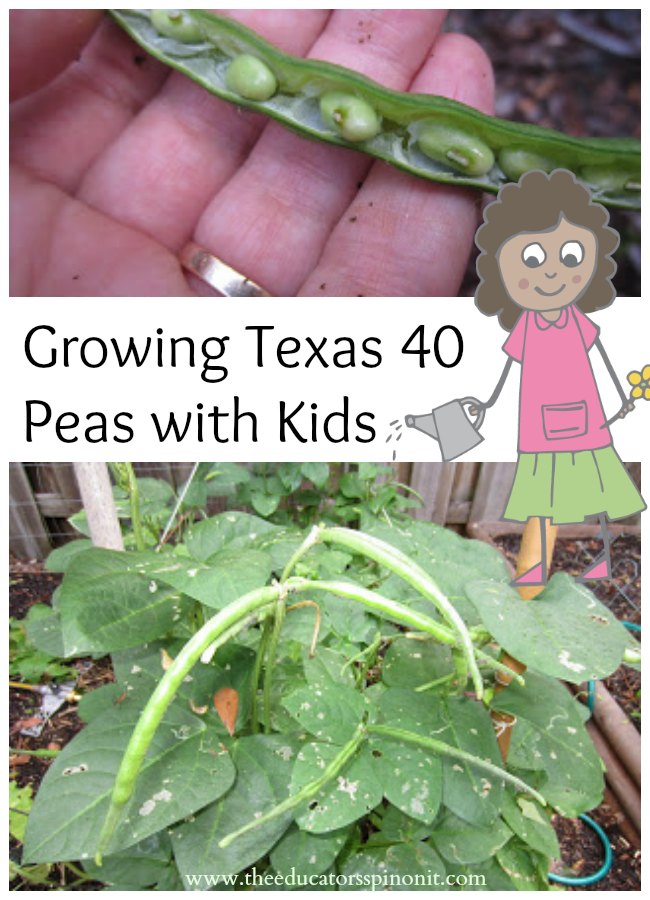 Growing Texas 40 Peas The Educators' Spin On It