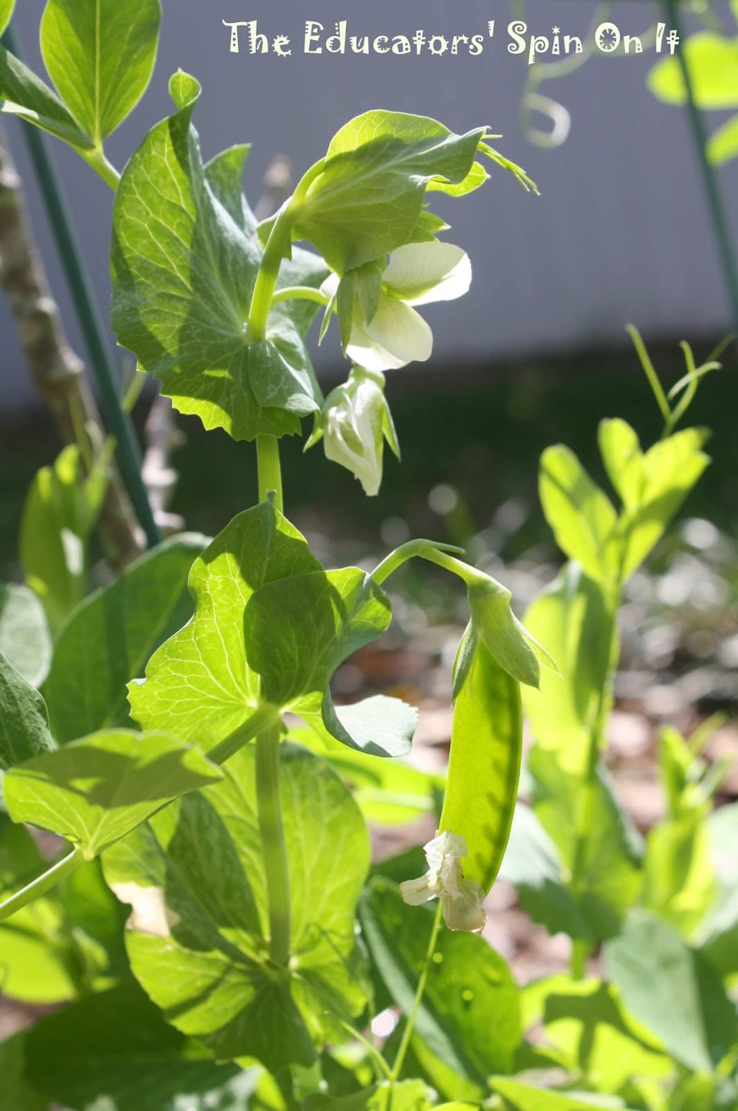 Growing Peas with Kids in the Garden The Educators' Spin On It