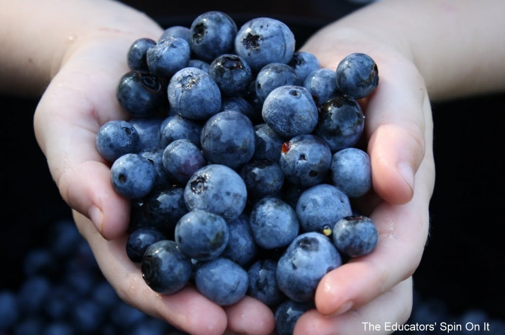 Blueberry Activities, Books, And Recipes The Educators' Spin On It