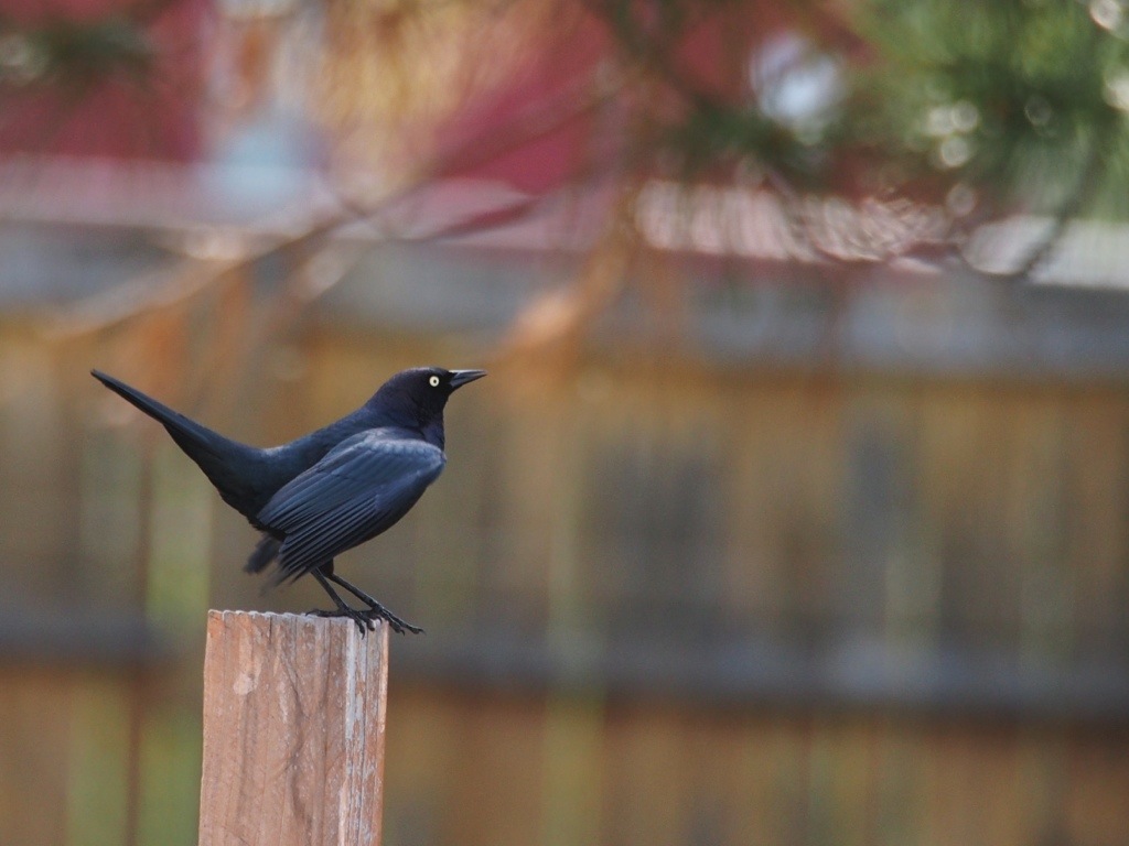 Why do Birds Suddenly Appear… the eff stop