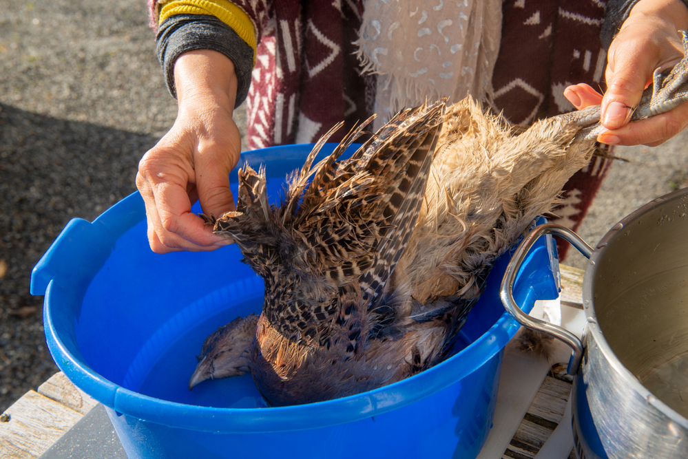 Pheasant Guides How To Clean Pheasant Like A Pro (2023)