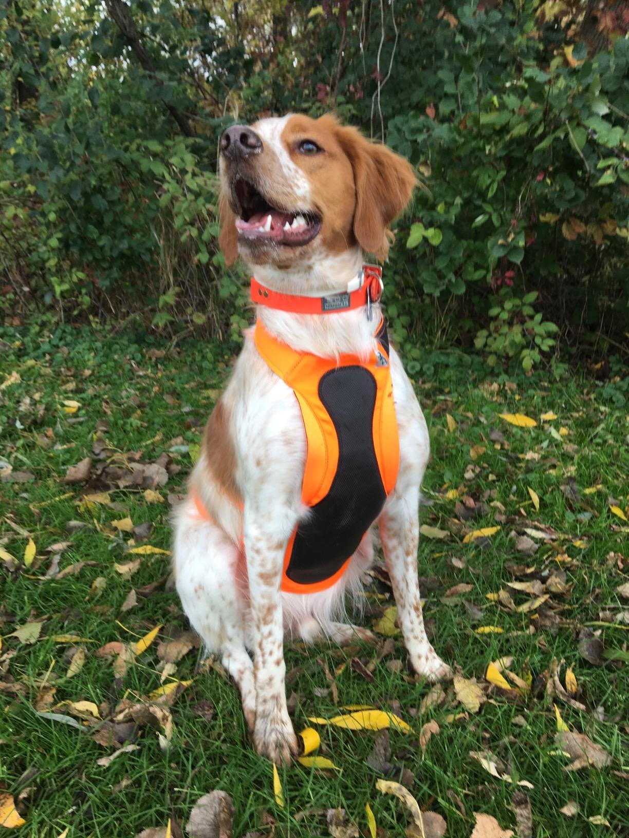 Best Dog Hunting Vests of 2023