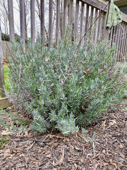 How To Prune Lavender, and When The Emerging Home