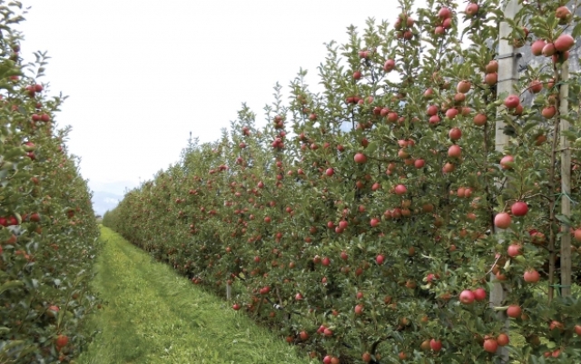 The English Apple Man, informing consumers about how the apples they