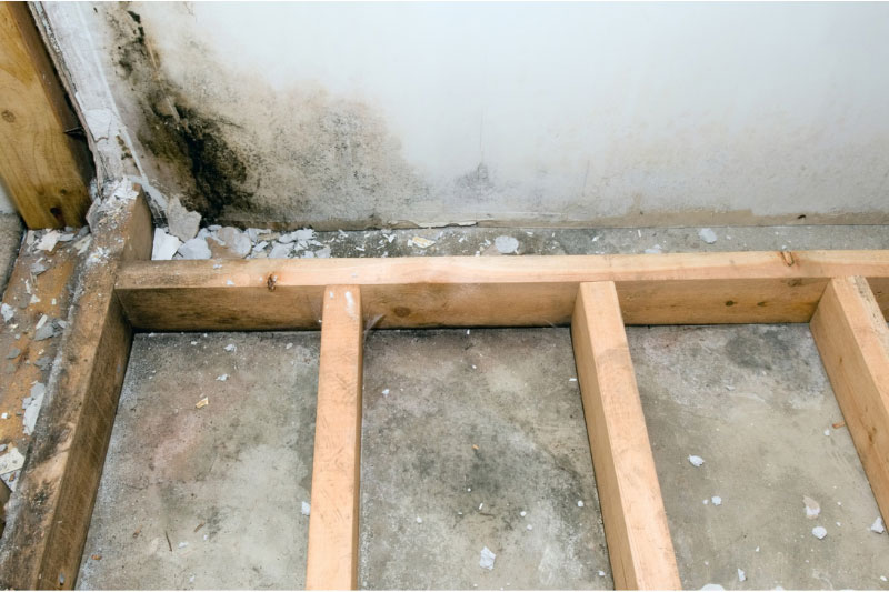 6 Common Types of Mold and How to Get Professional Help