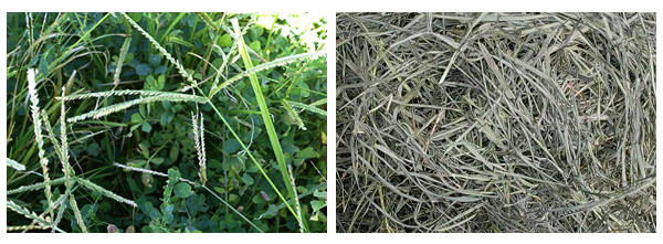 Types of Hay | The Equinest