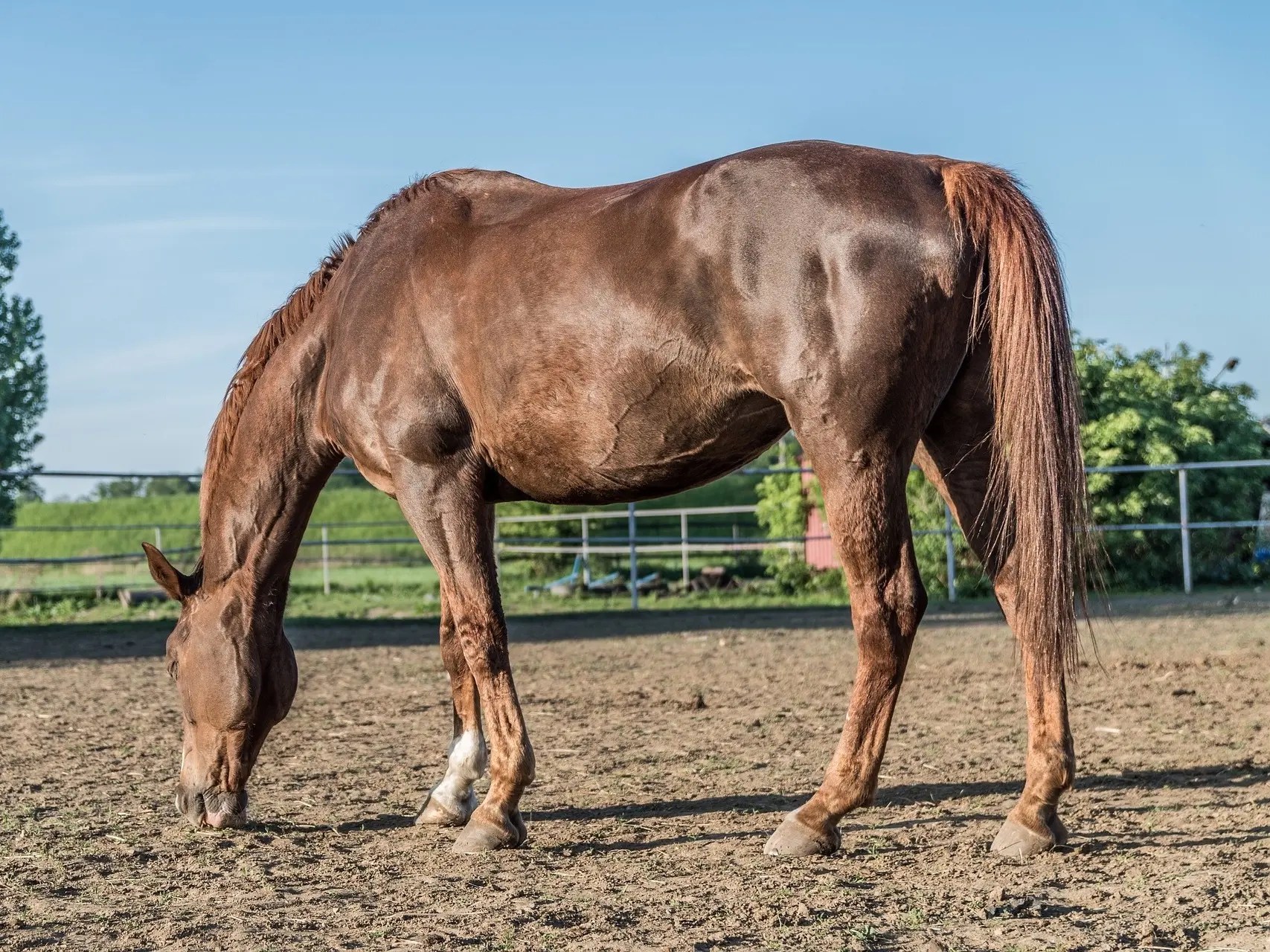 Black or Liver Chestnut Horses The Equinest
