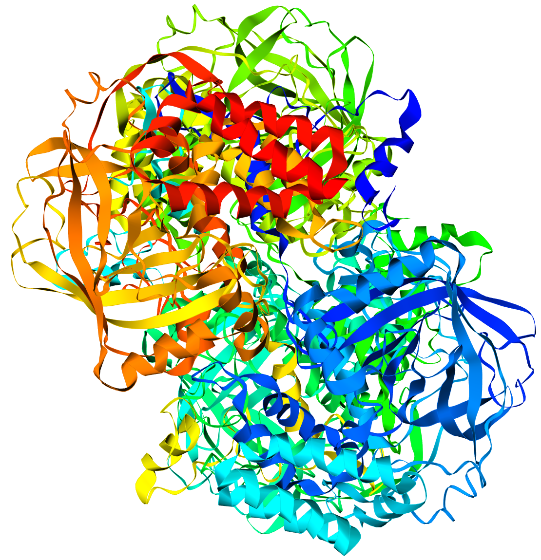 Enzymes I The Unsung Heroes of the Body The Essential Way