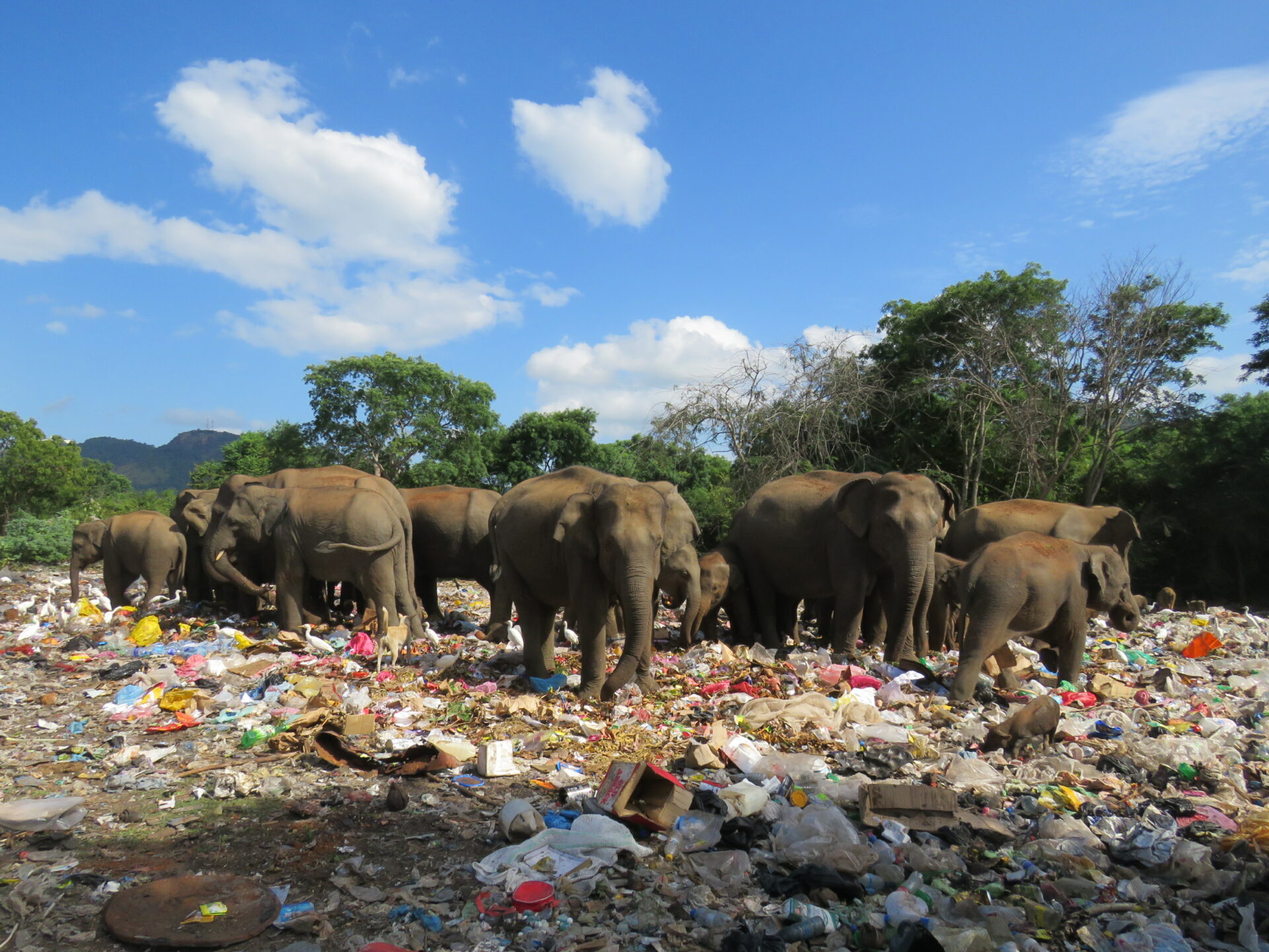 Poisoned By Plastic Sri Lanka's Sacred Elephants