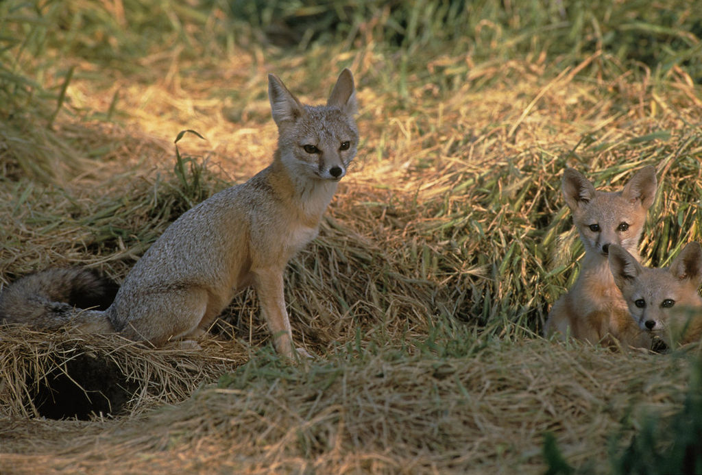 Creature Feature San Joaquin Kit Fox
