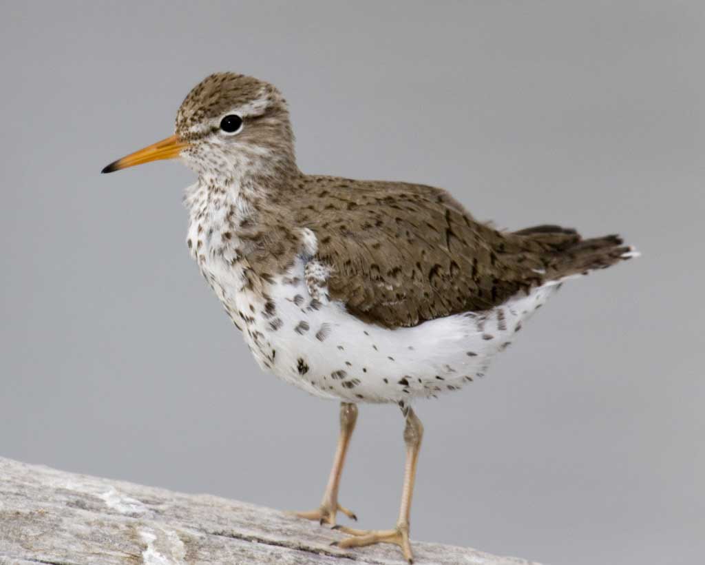 Creature Feature Spotted sandpiper