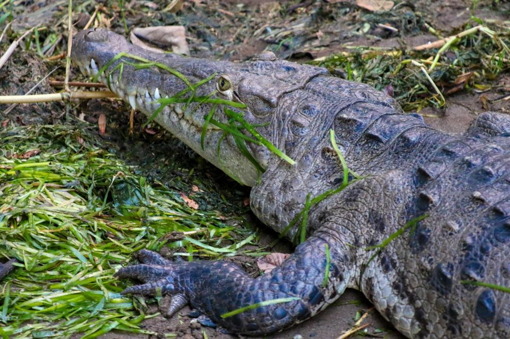 Field Frame Friday Alligator dances are better than middle school dances.