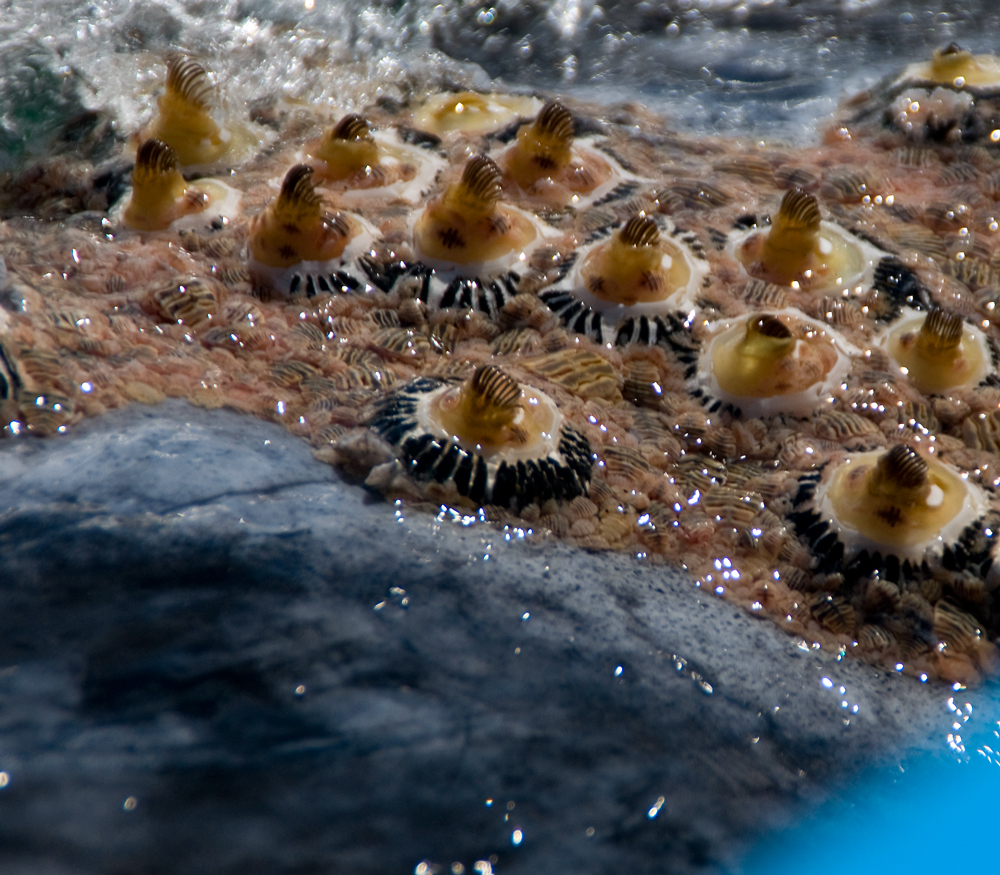 Creature Feature Whale barnacles
