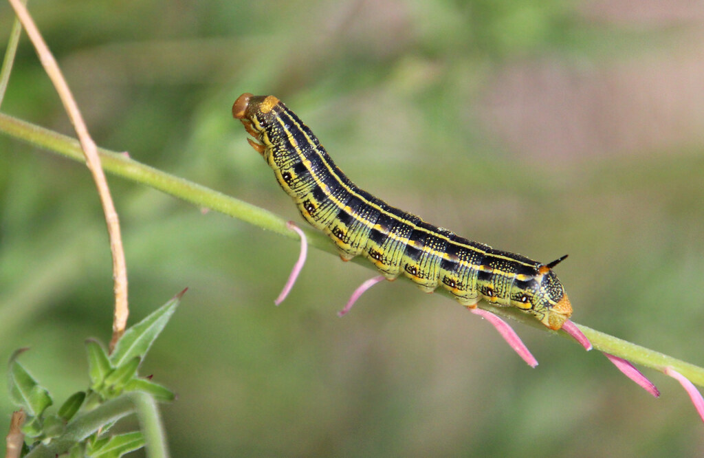 Creature Feature Hawk moth
