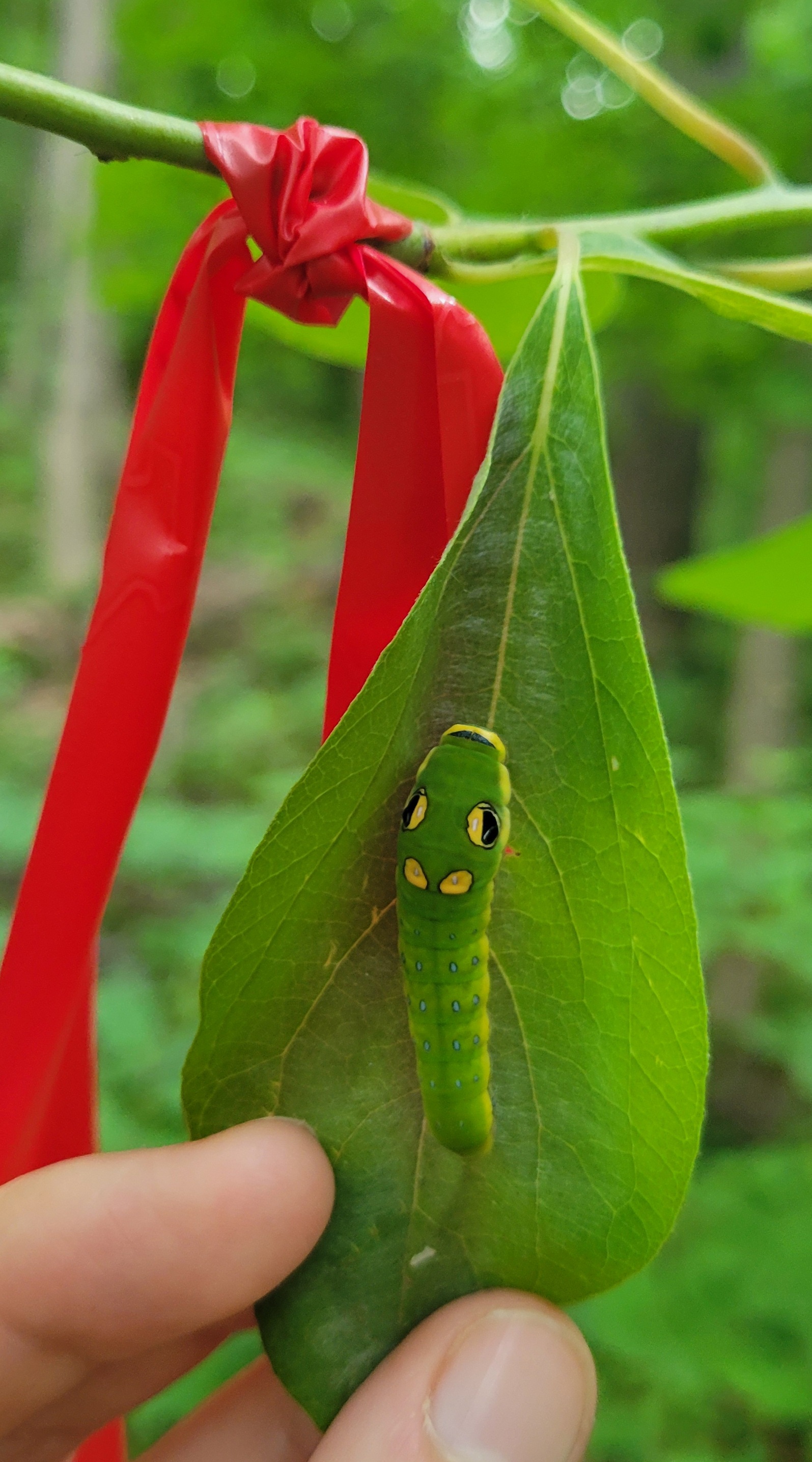 Bird Poop Caterpillar