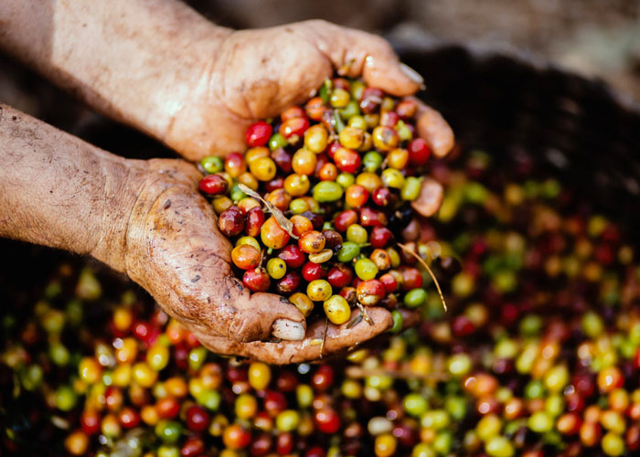 How Is SE Asian Coffee Grown and Processed?