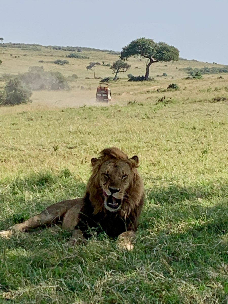 How Much Does A Masai Mara Safari Cost? The Expat Mummy