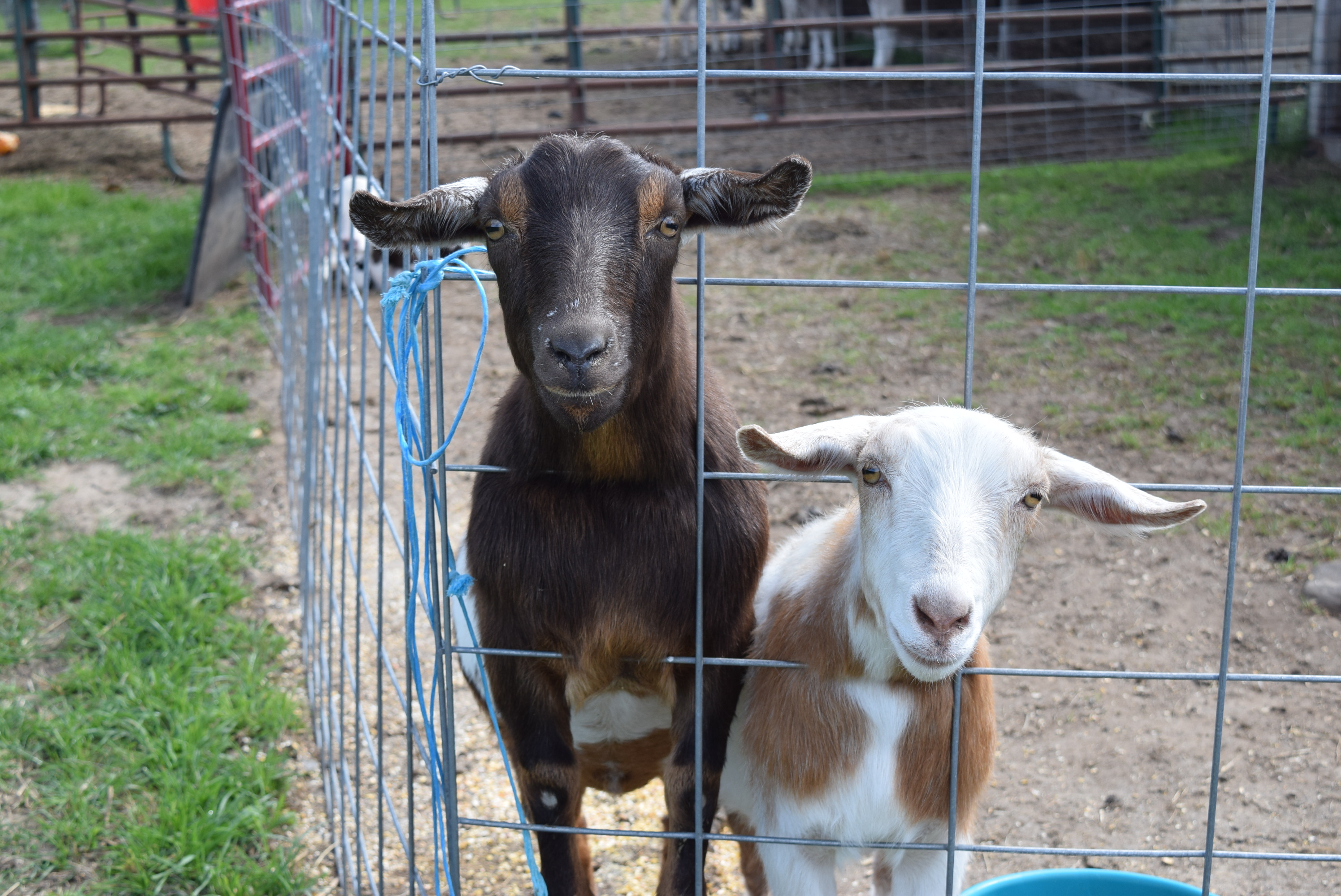 Stony Creek Farms brings fall fun to Napoleon