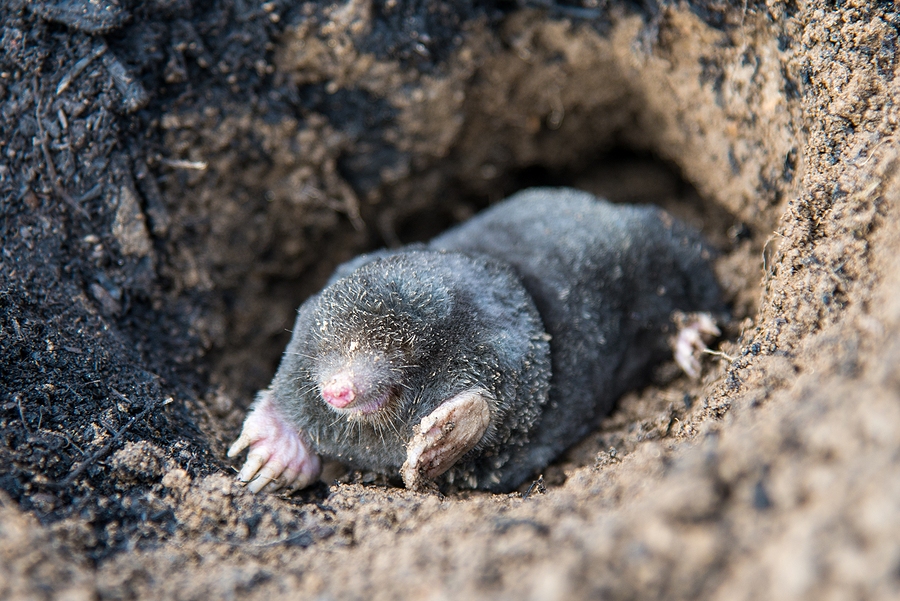 3 Fast Facts About Moles