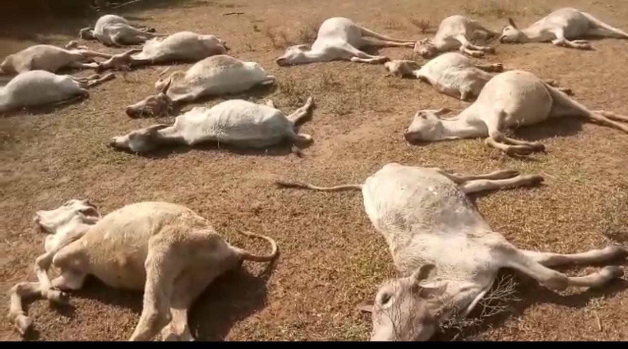 52 Cows Mysteriously Found Dead In Odisha’s Ganjam The Fact Now