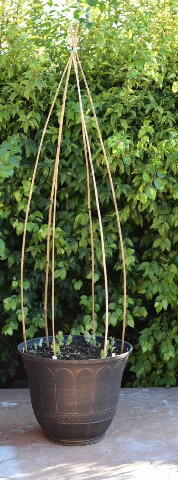 How to Grow AMAZING Sweet Peas in Containers