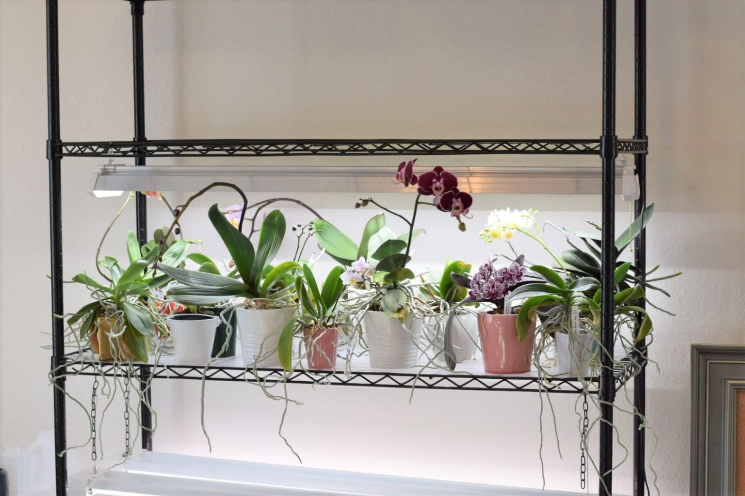 Growing Orchids Under LED LightsMake Your Orchids Rebloom!