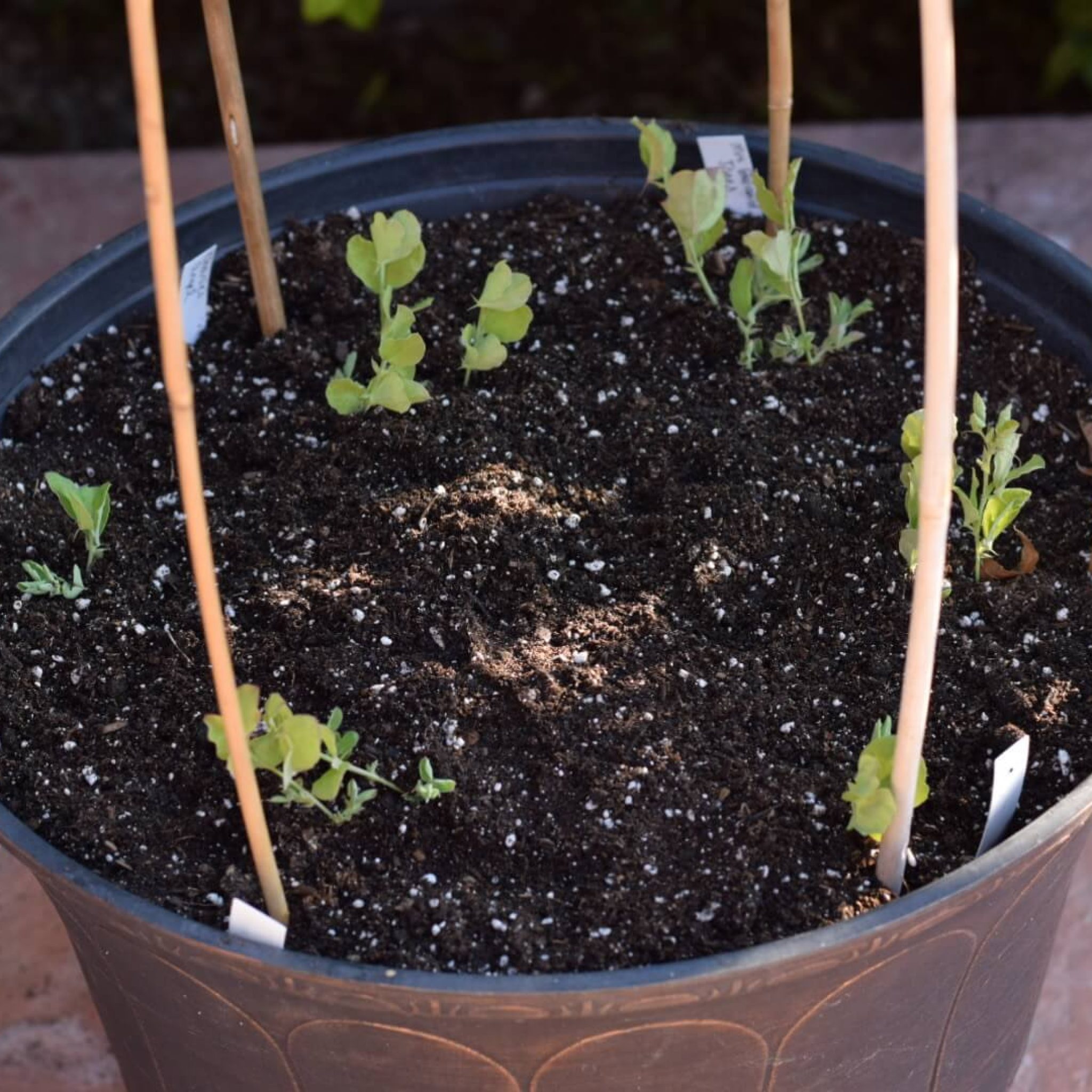 How to Grow AMAZING Sweet Peas in Containers