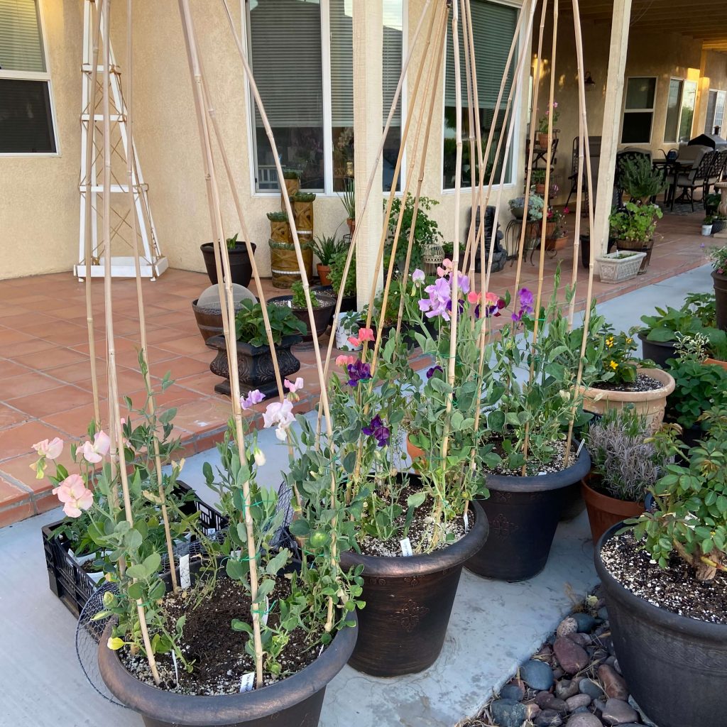 Can I Grow Peas In A Container at Brent Daniels blog