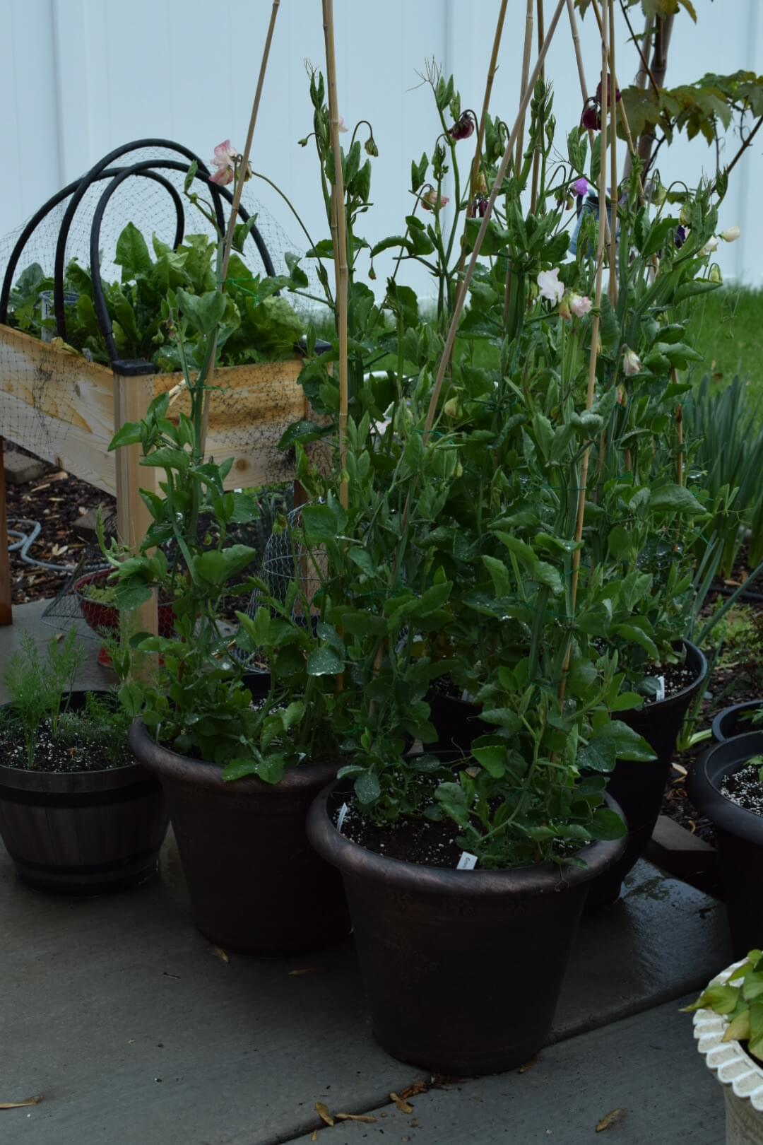 SweetpeasgrowingincontainersinUtah The Fancy Garden