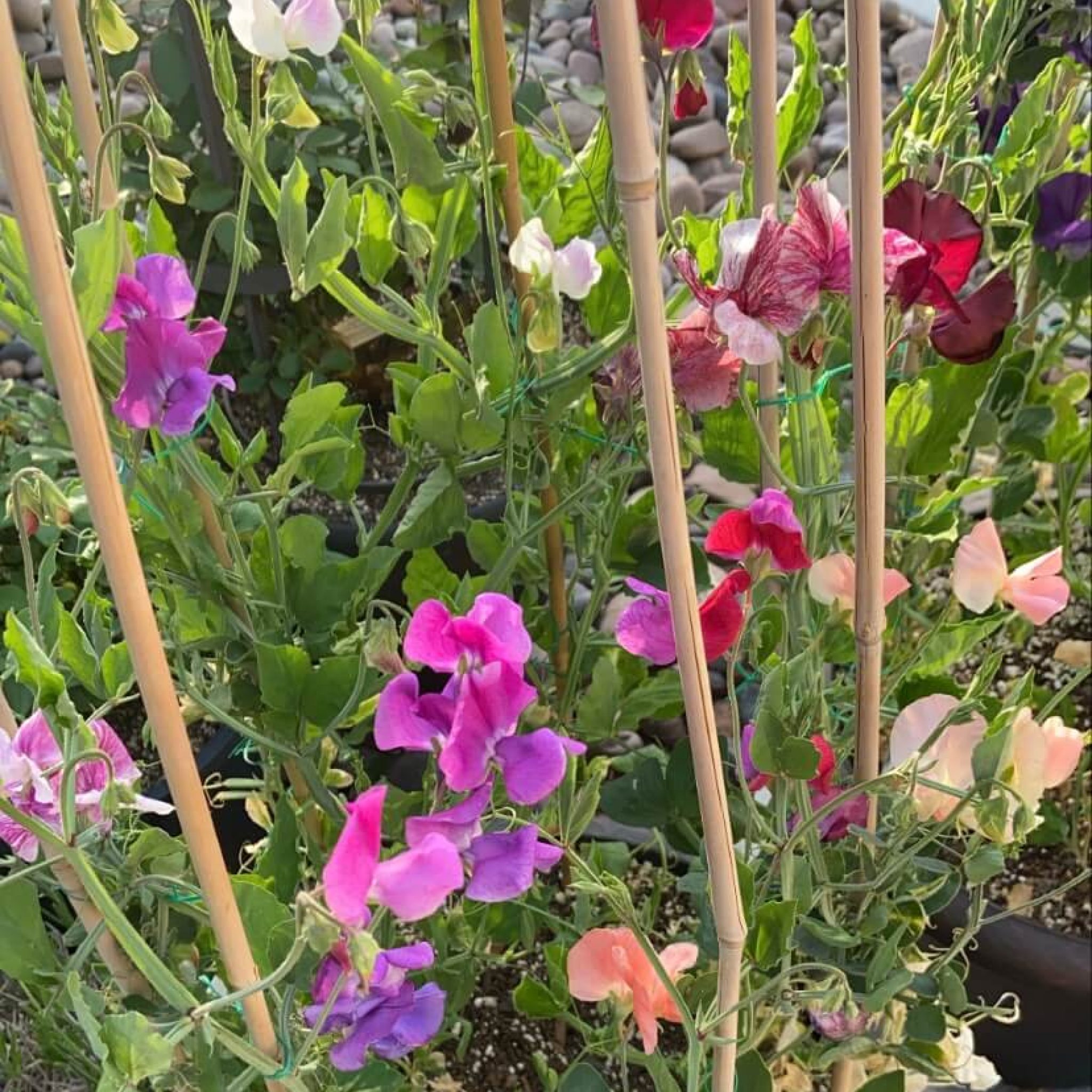 How to Grow AMAZING Sweet Peas in Containers